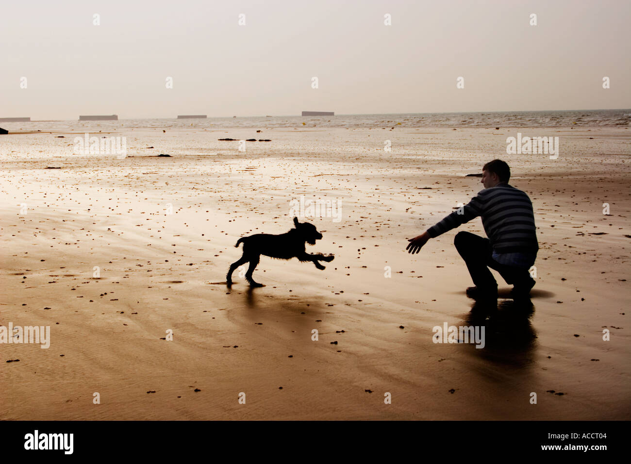 Puppy dog running towards owner on a beach at sunset Stock Photo Alamy