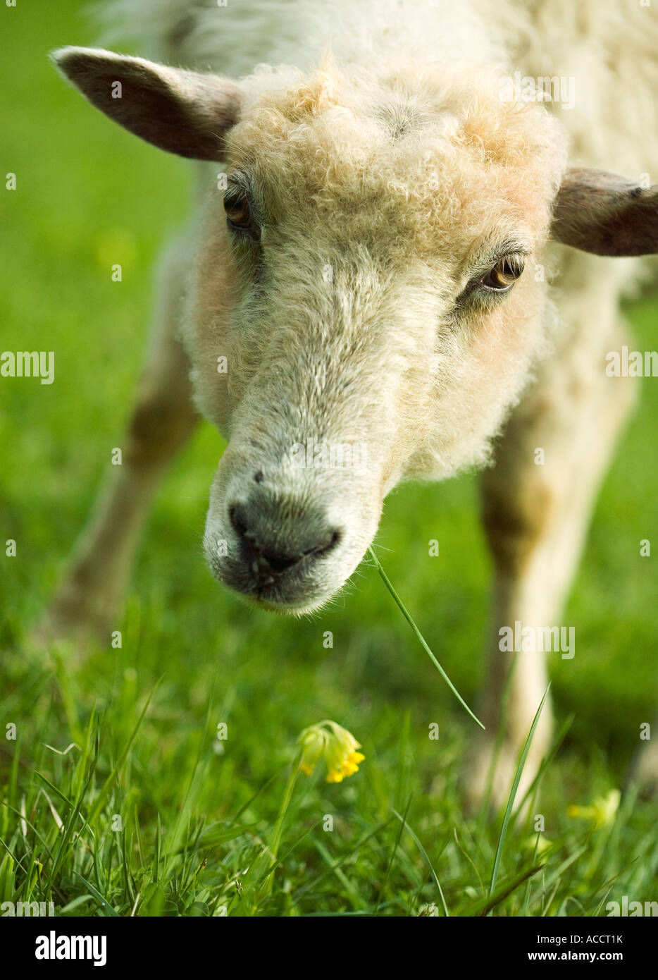 A grazing sheep. Stock Photo