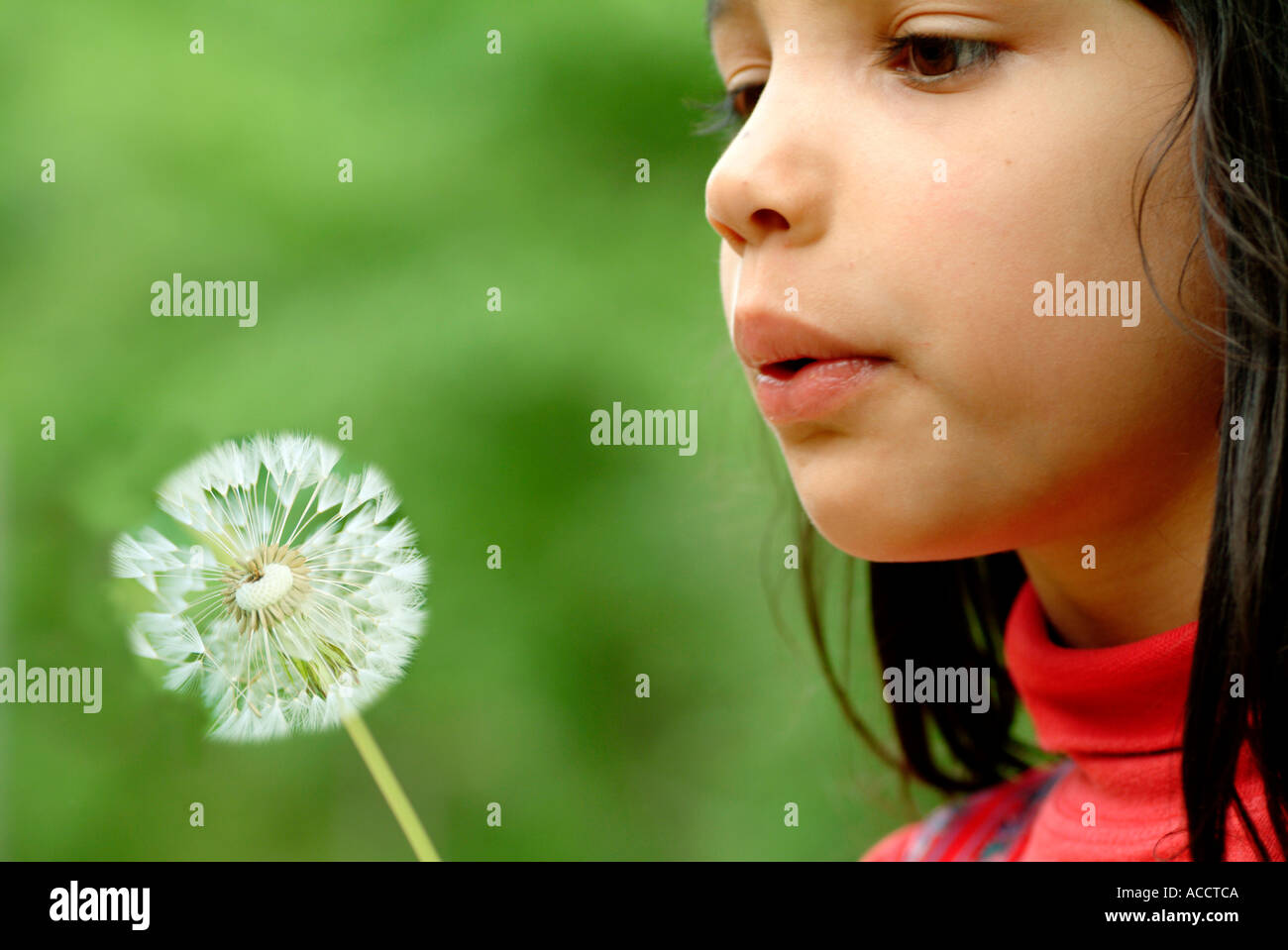 MR young dark haired girl in age of 6 years in nature blowing in a blowball Stock Photo