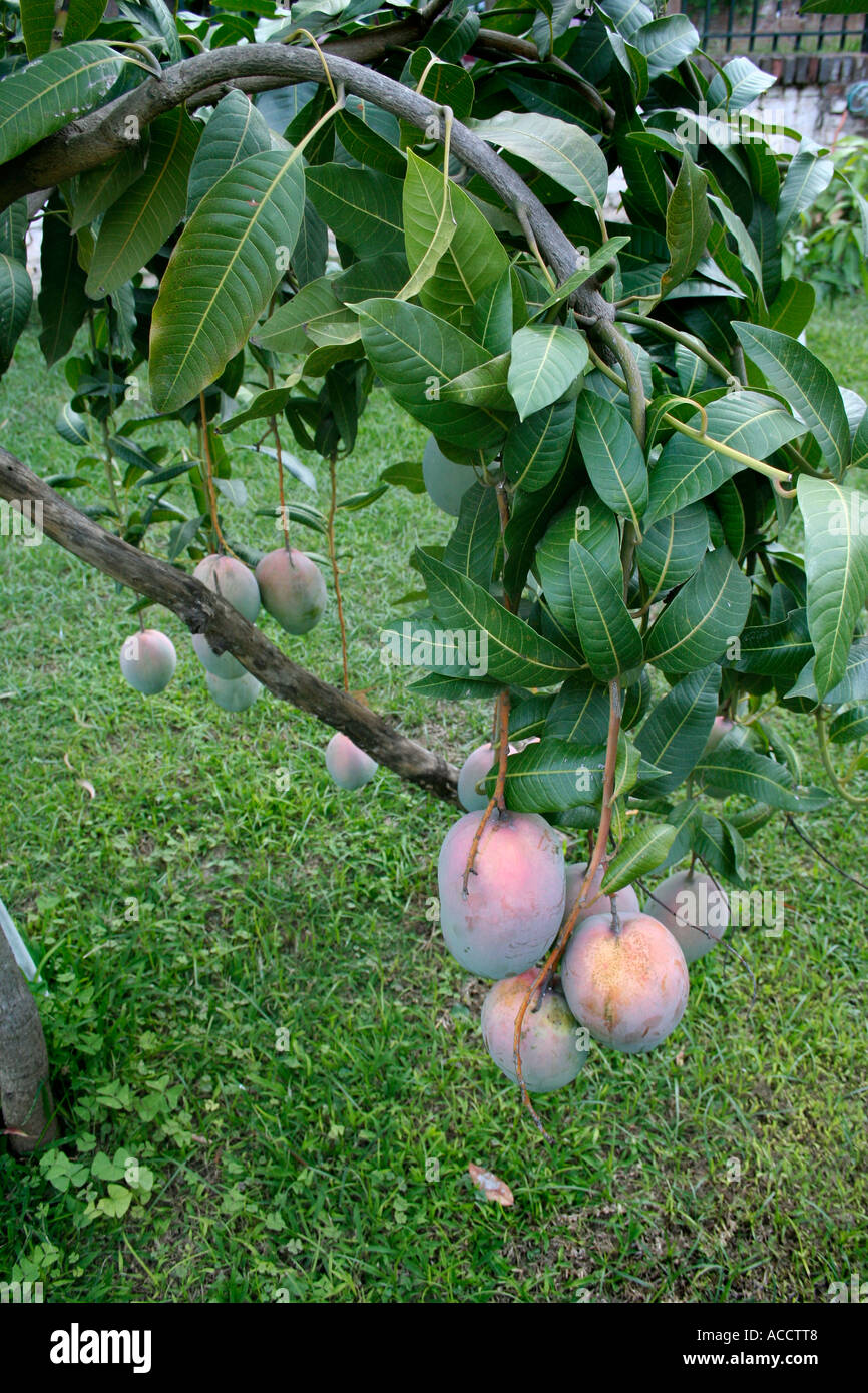 Giant mangoes on tree hires stock photography and images Alamy