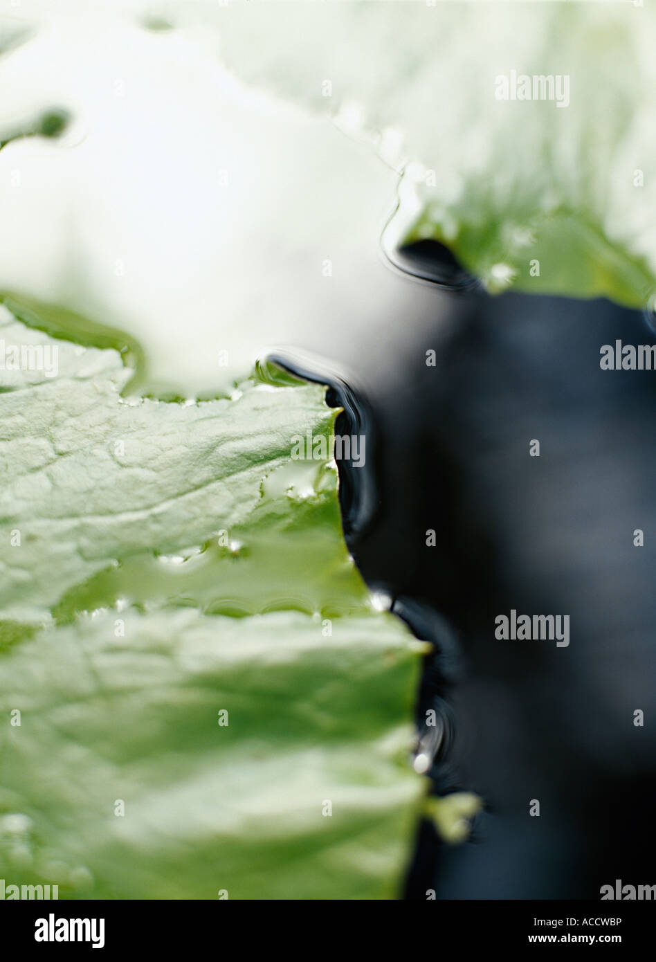 Water on water-lily leaves Stock Photo - Alamy