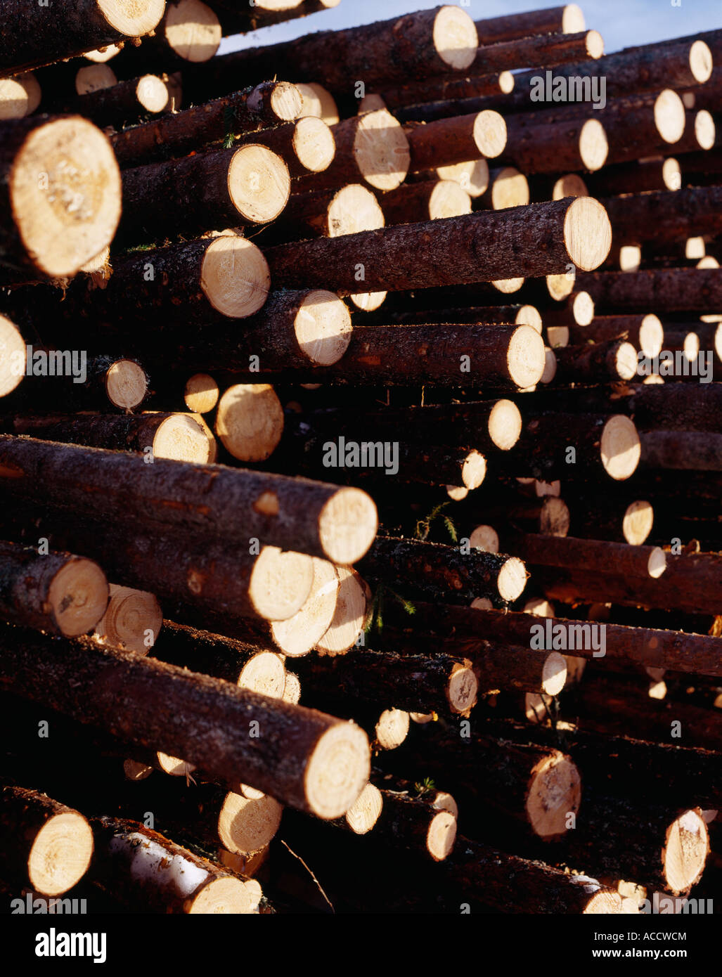 Lumber in a pile Stock Photo Alamy