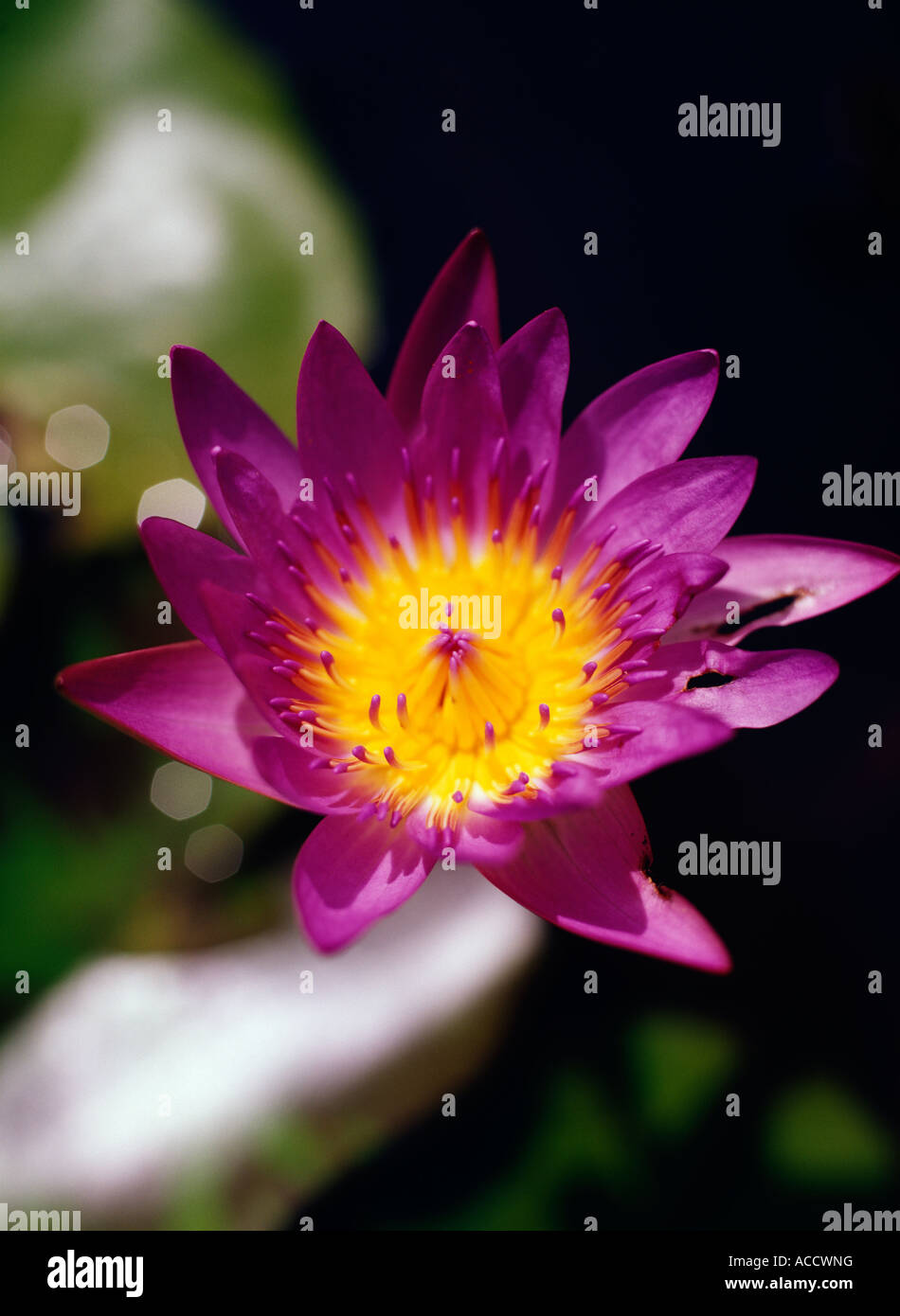A waterlily closeup Stock Photo Alamy