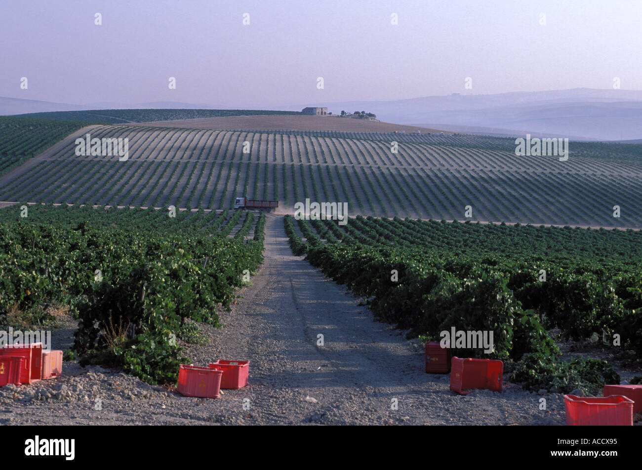 harvest vineyard estate Stock Photo Alamy