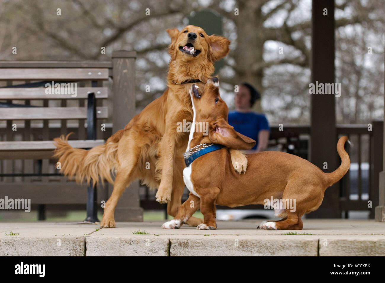 Golden Retriever and Basset Hound Playing Cherokee Park Louisville Kentucky Stock Photo
