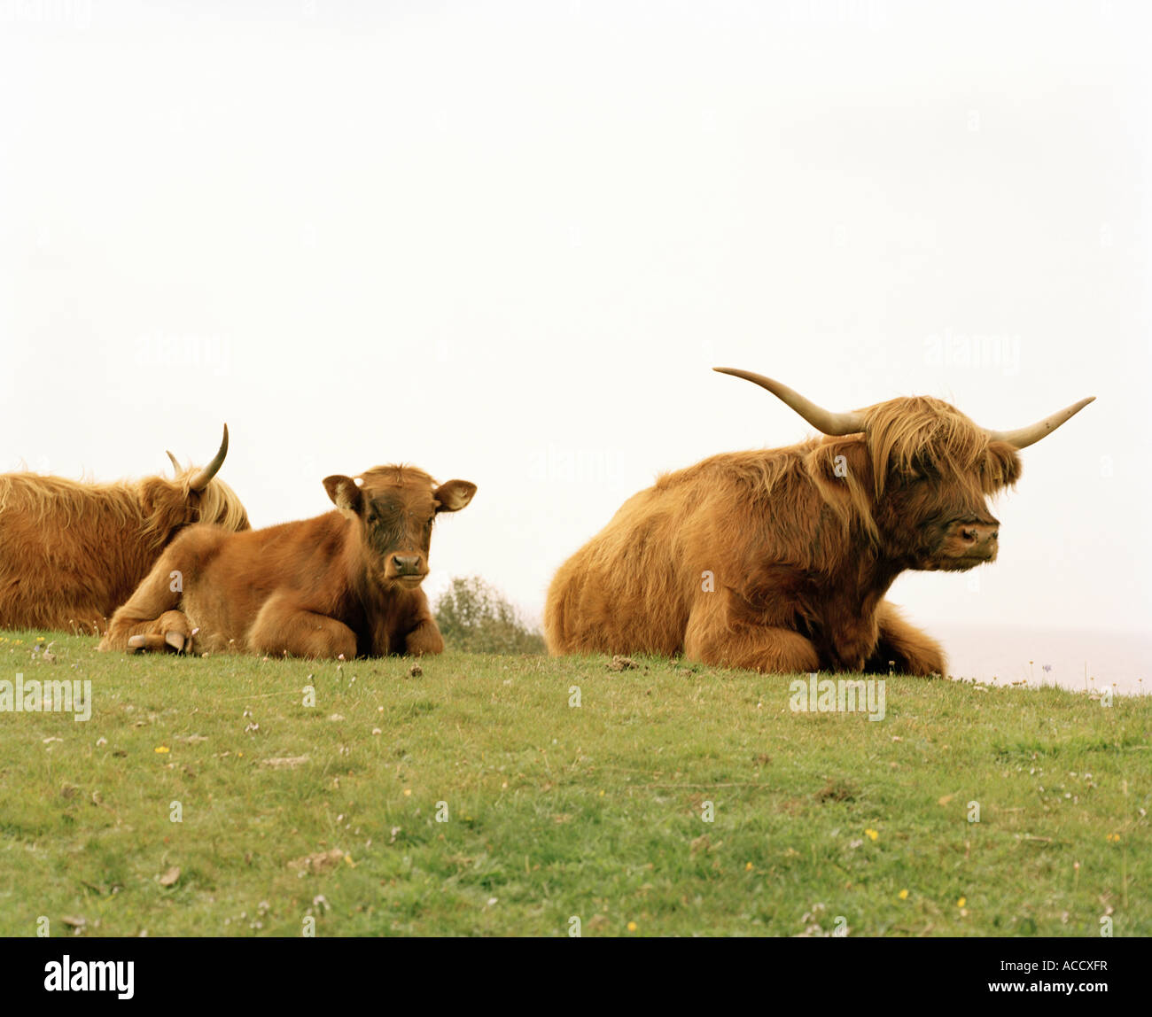 Highland cattle in pasture Stock Photo - Alamy