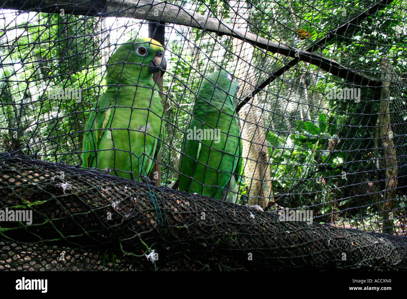 Two rescued tropical birds in cage awaiting freedom Stock Photo