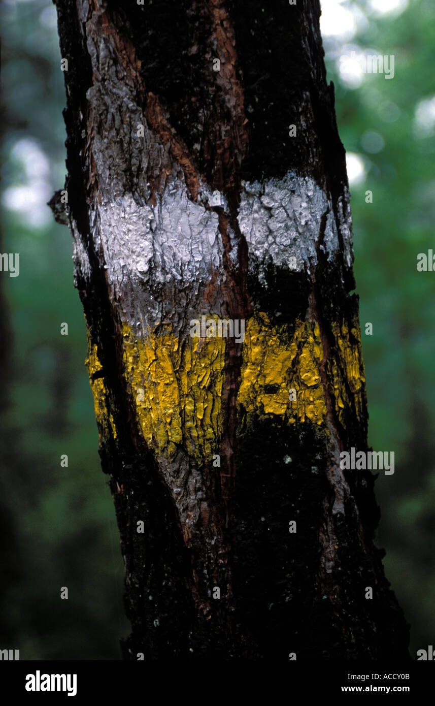 the walking trail is marked on a tree Stock Photo