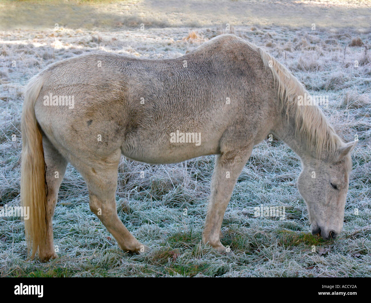 Meadow grey hi-res stock photography and images - Alamy
