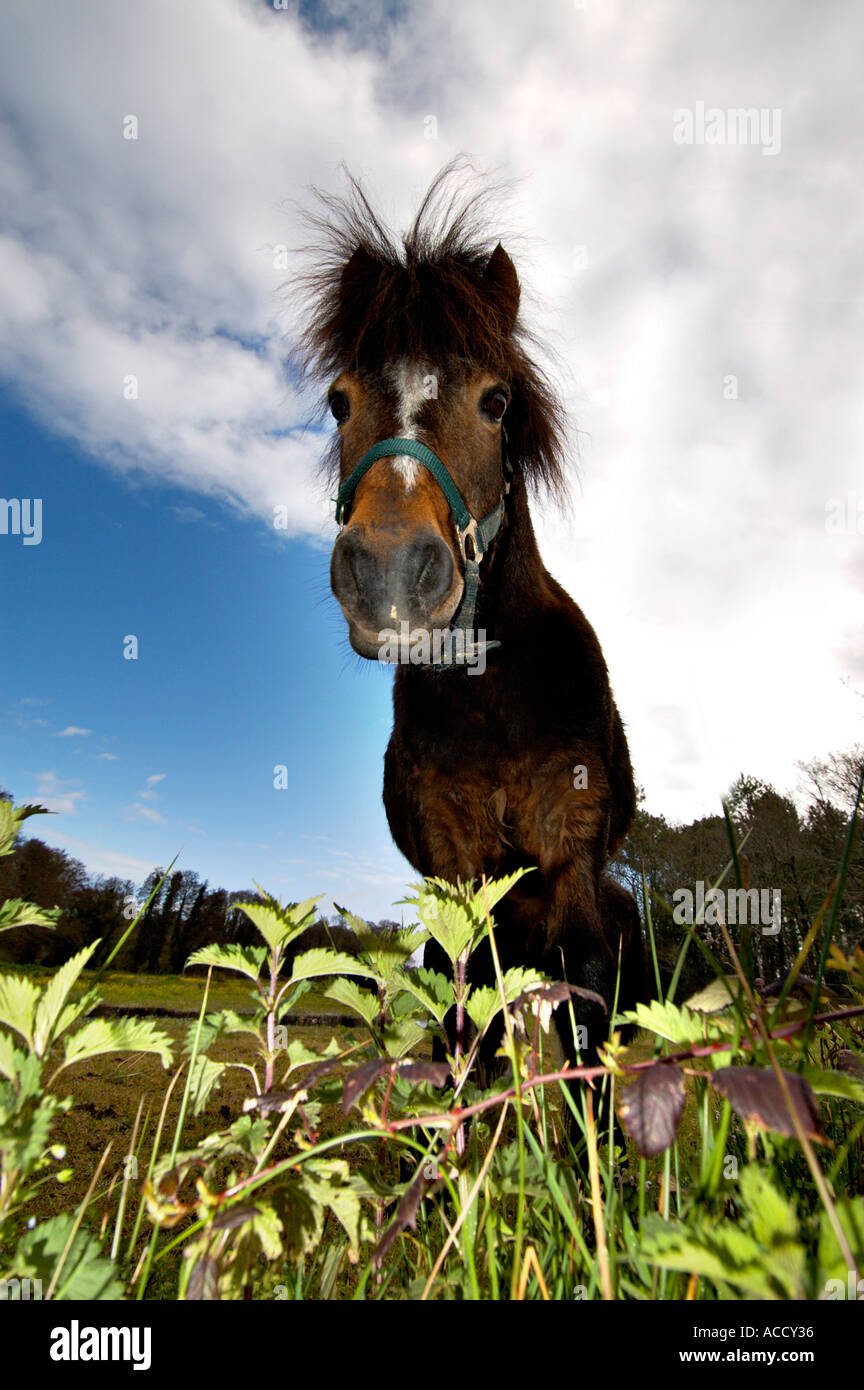 Horse worms eye worms eye view hires stock photography and images Alamy