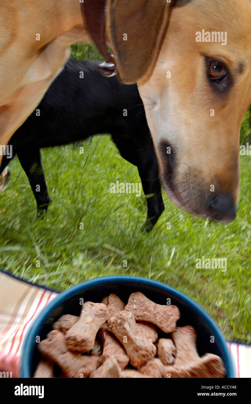 dog greyhound Sloughi Sloughy feeding dish food Stock Photo