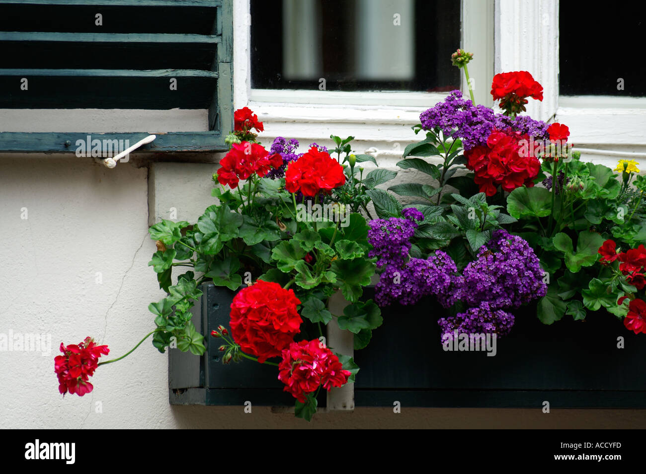 window with flower box geranium Stock Photo Alamy