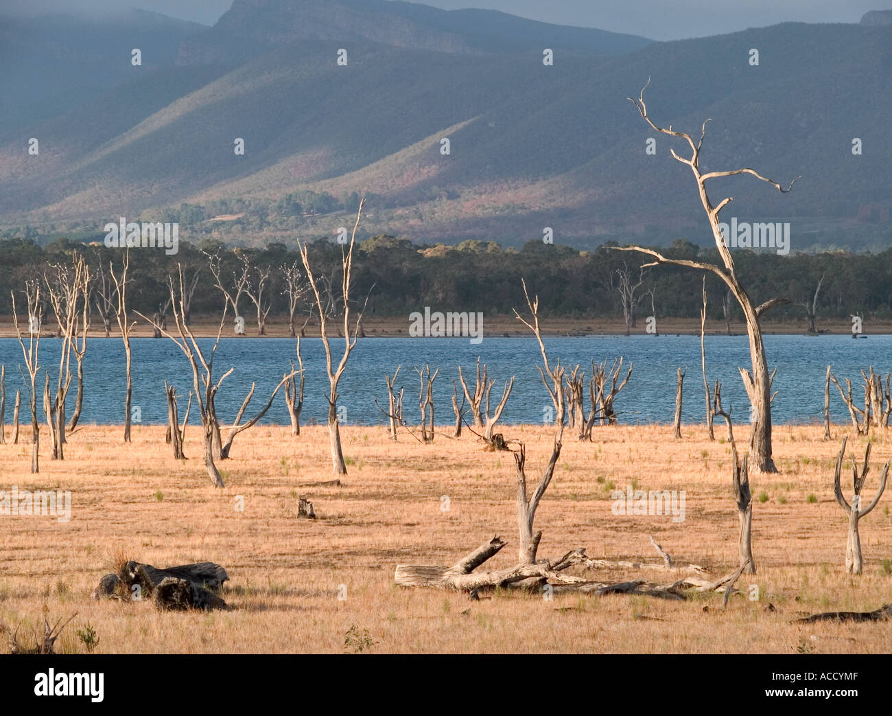 dead-trees-near-lake-fyons-fyans-halls-gap-the-grampians-national