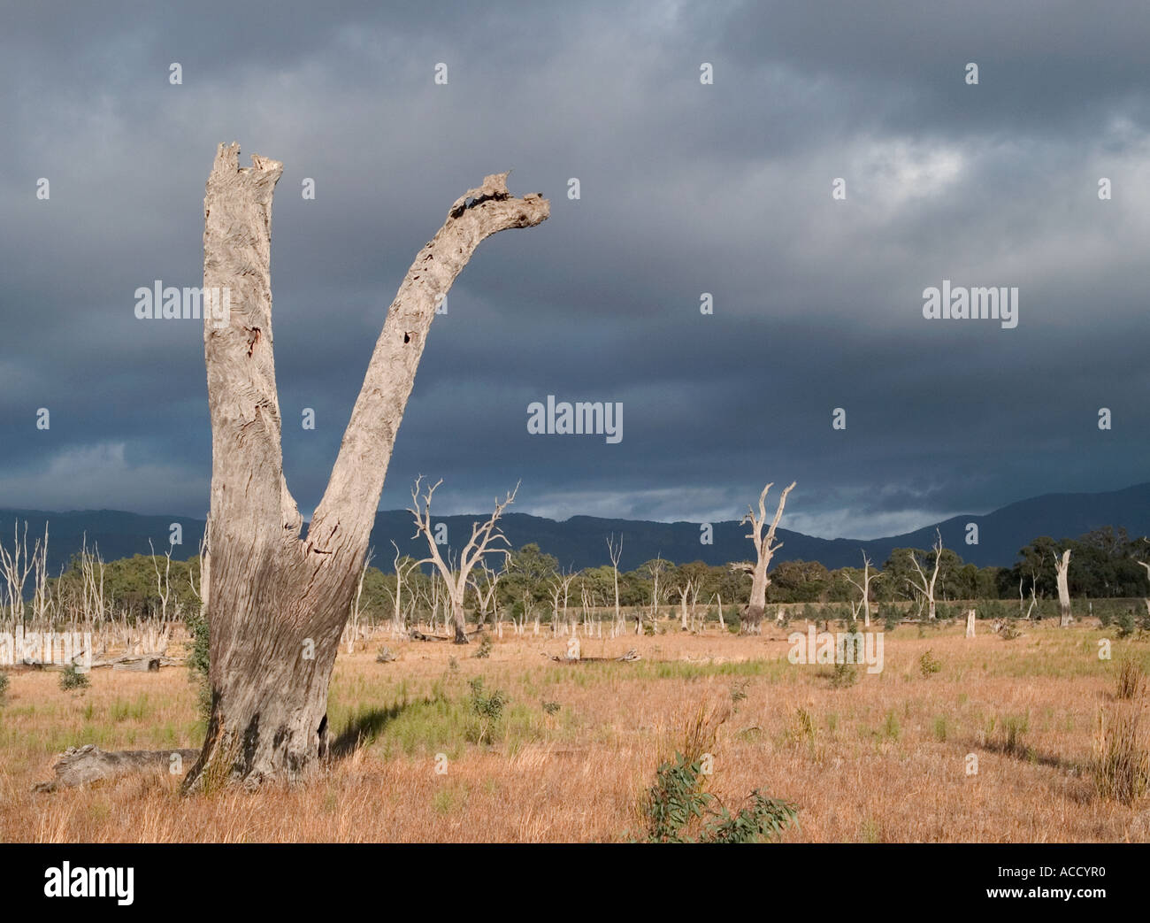 dead-trees-near-lake-fyons-fyans-halls-gap-the-grampians-national