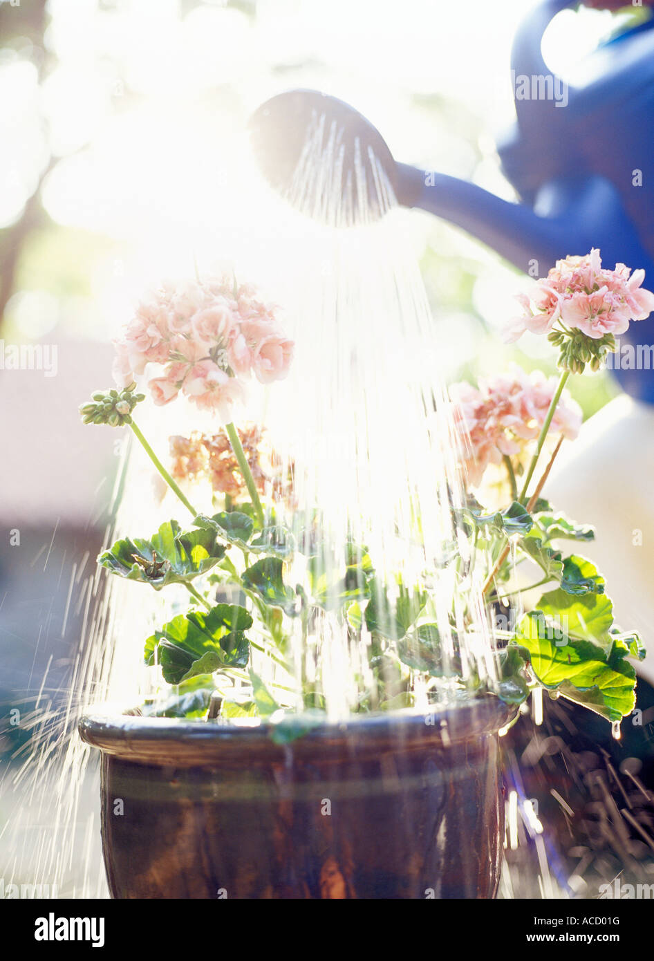 Geraniums being watered Stock Photo Alamy