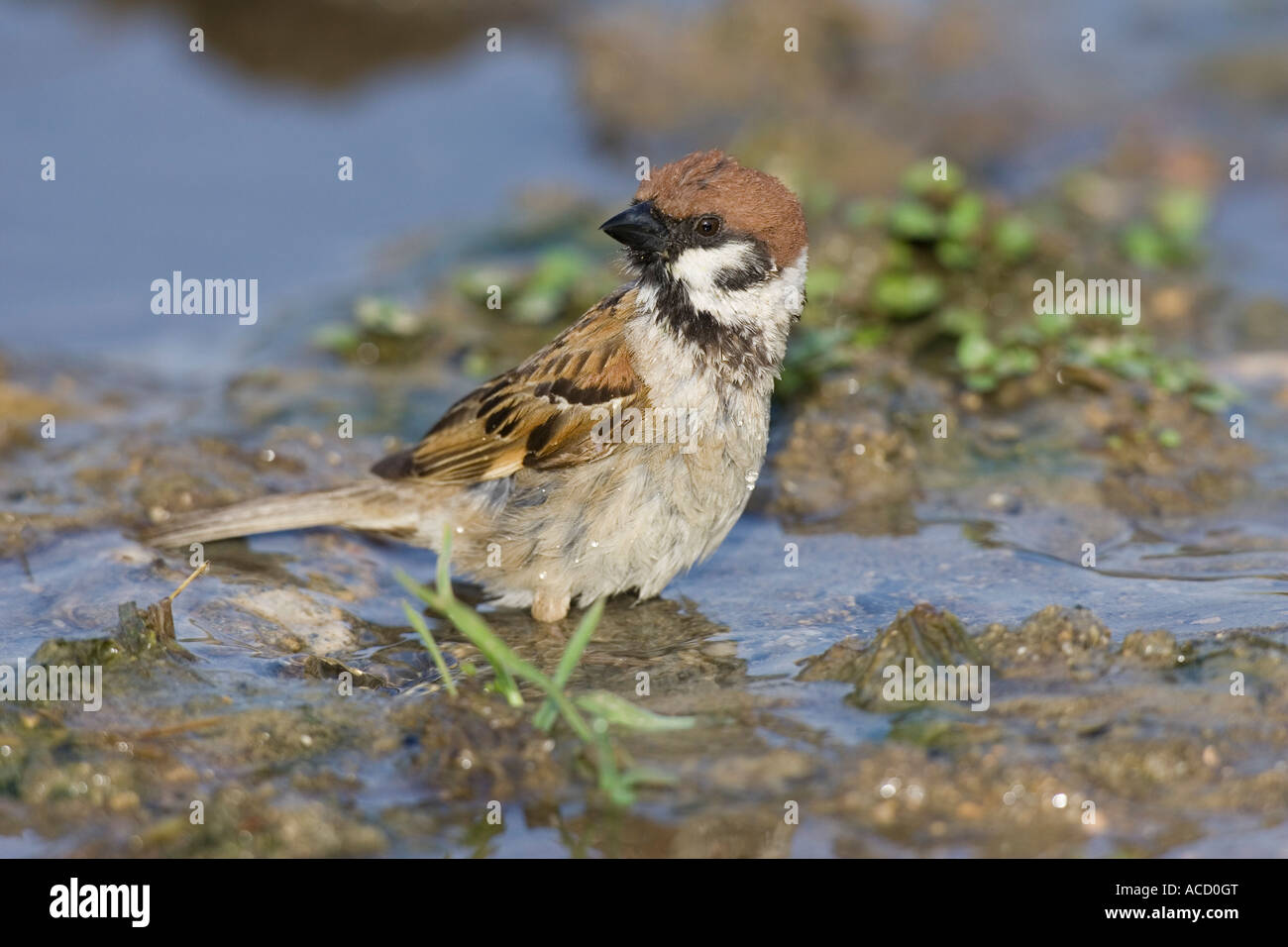 Eurasian Tree Sparrow bathing in a muddy pool Stock Photo