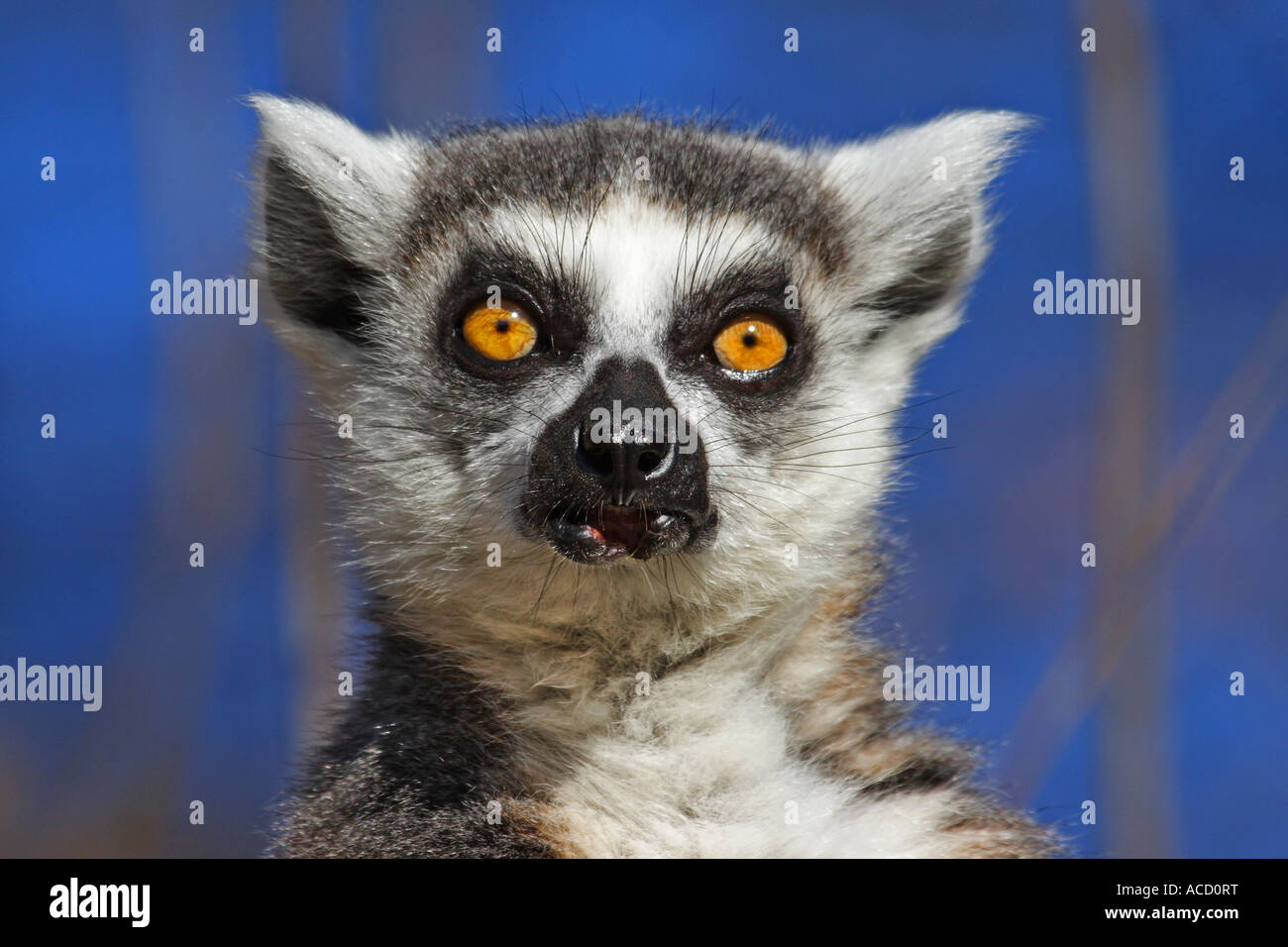 Katta, Lemur catta Stock Photo