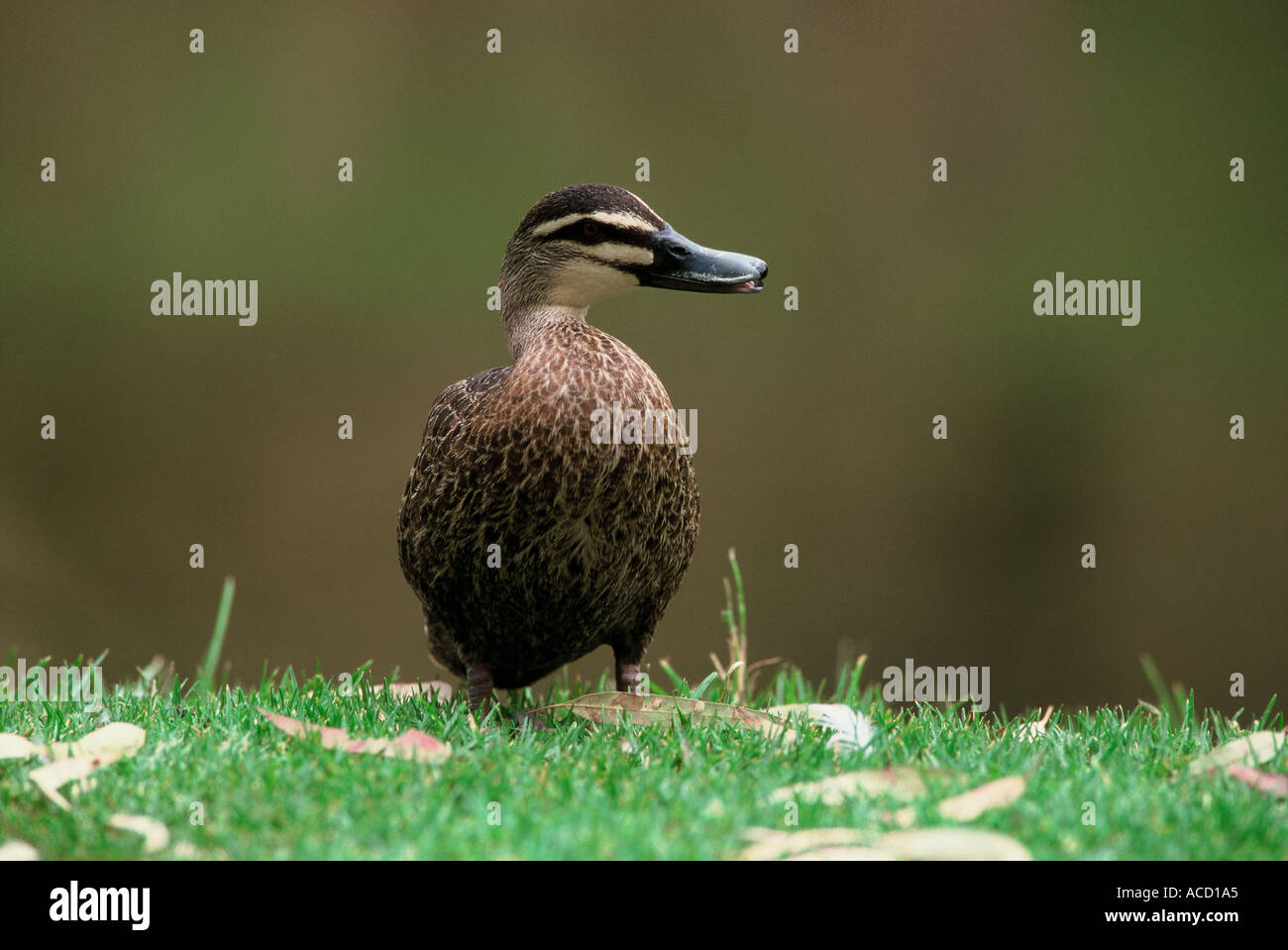 Pacific black duck Australia Stock Photo