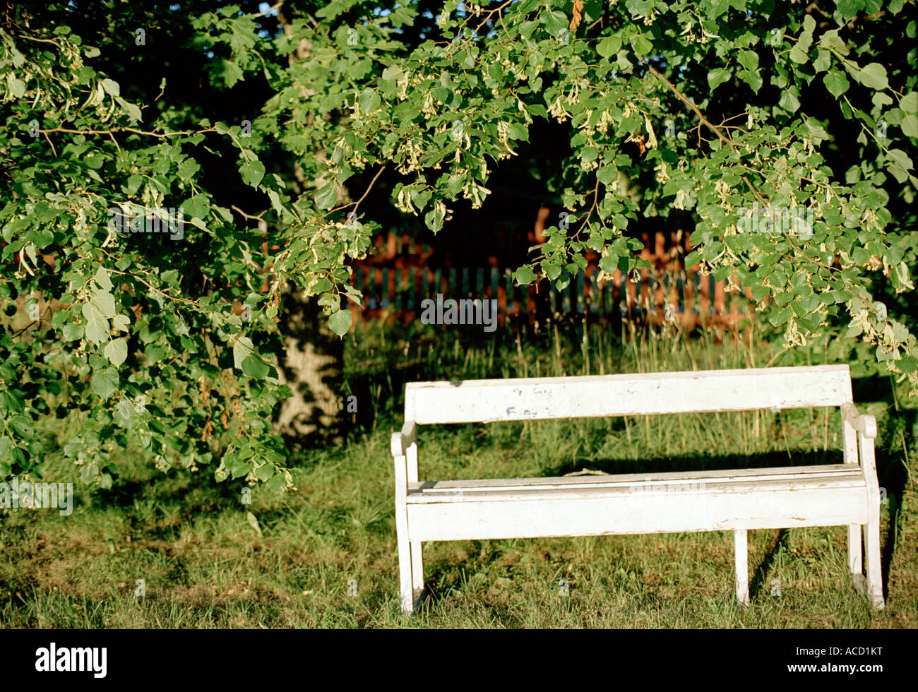 A garden bench under a maple tree Stock Photo Alamy