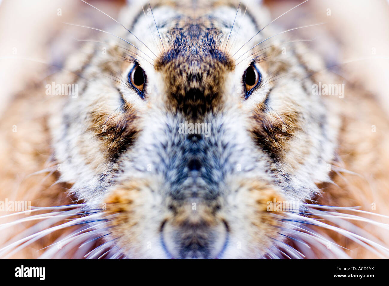 A close-up on a hare. Stock Photo