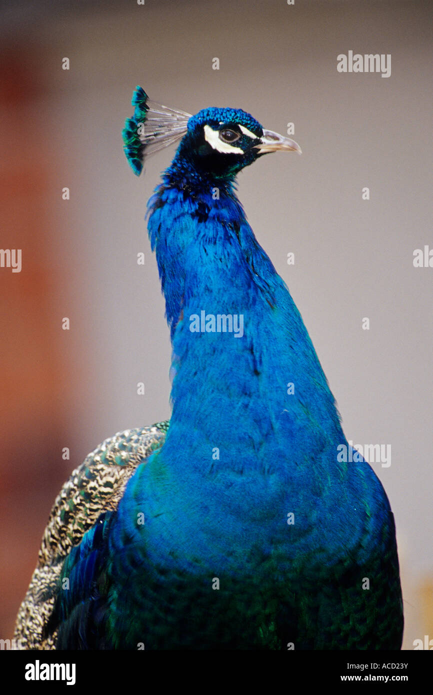 Peacock (male Peafowl Pavo cristatus ), Woodland Park Zoo, Seattle