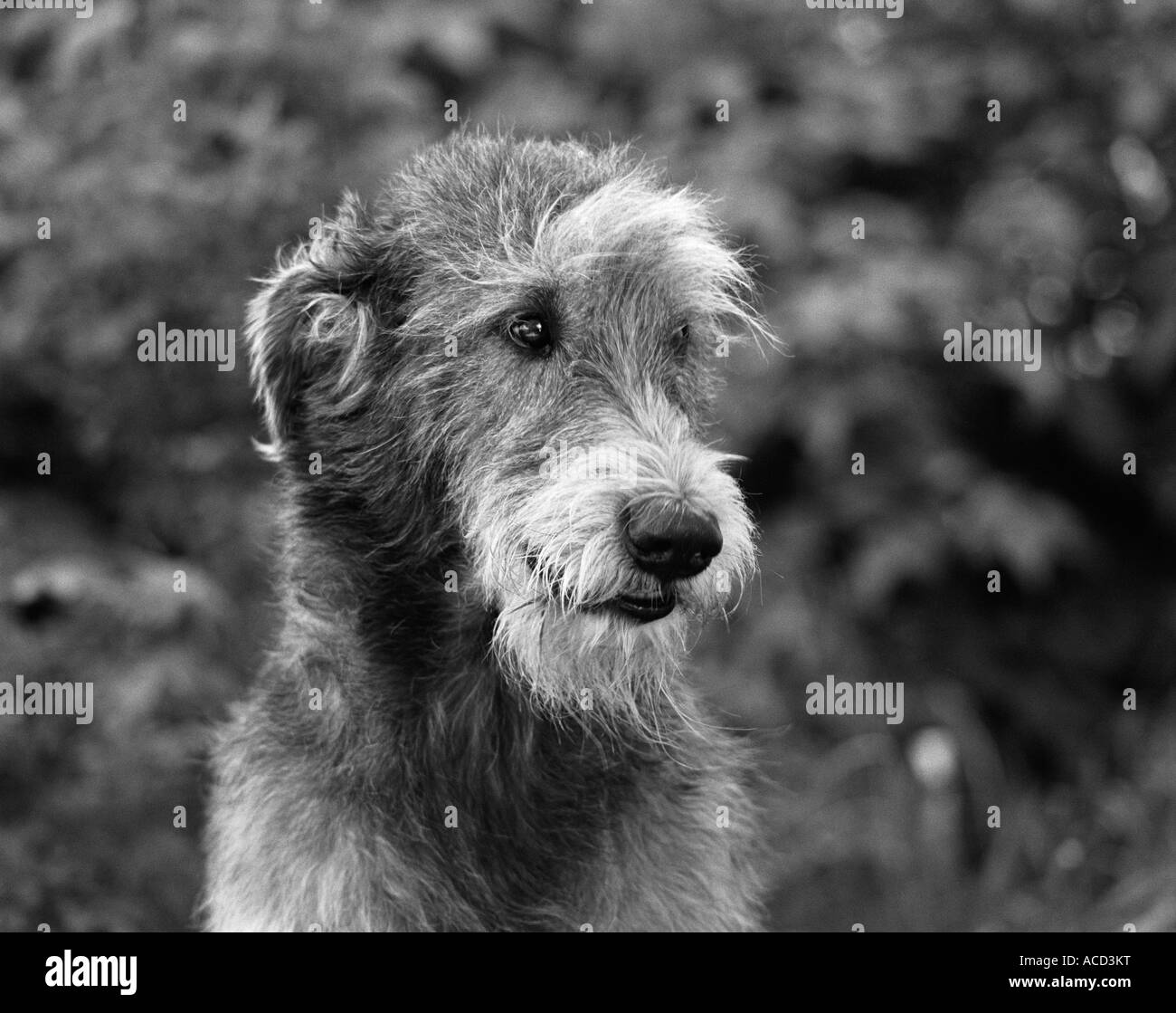 A dog outside Stock Photo Alamy
