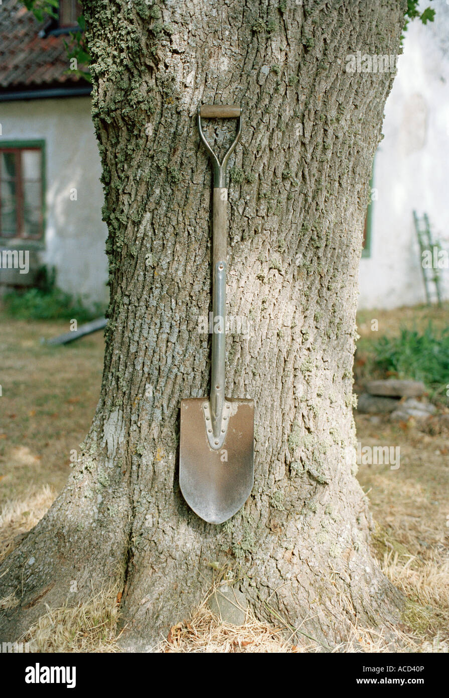 A spade hanging on a tree Stock Photo - Alamy