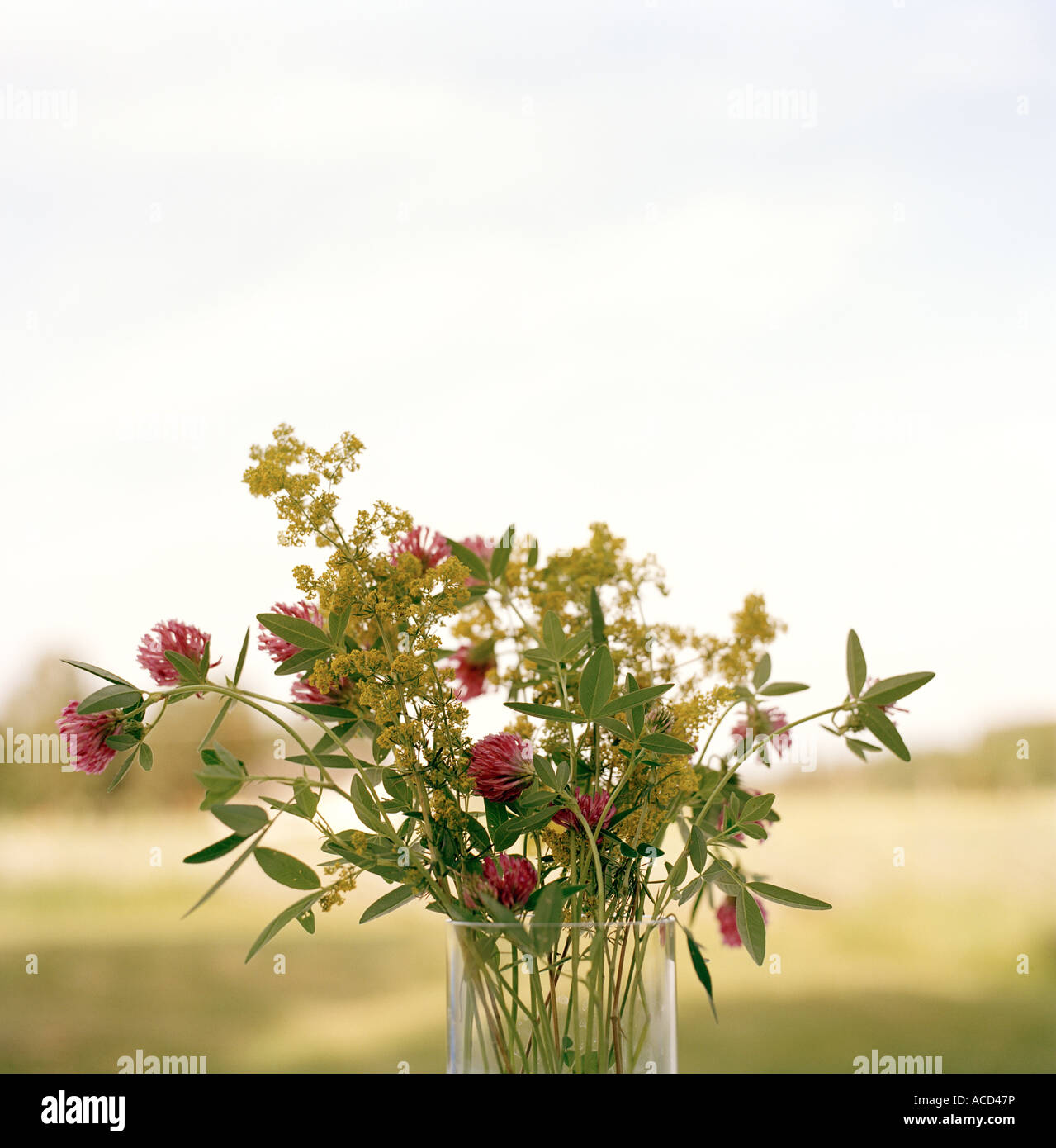 Summer flowers in a vase Stock Photo Alamy