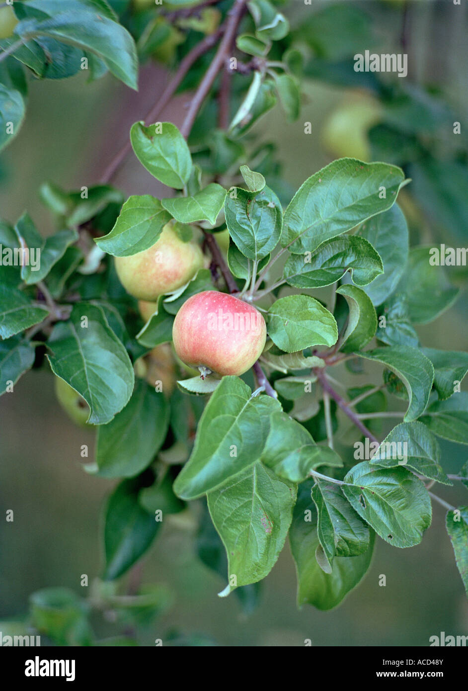 Apples on a tree Stock Photo - Alamy