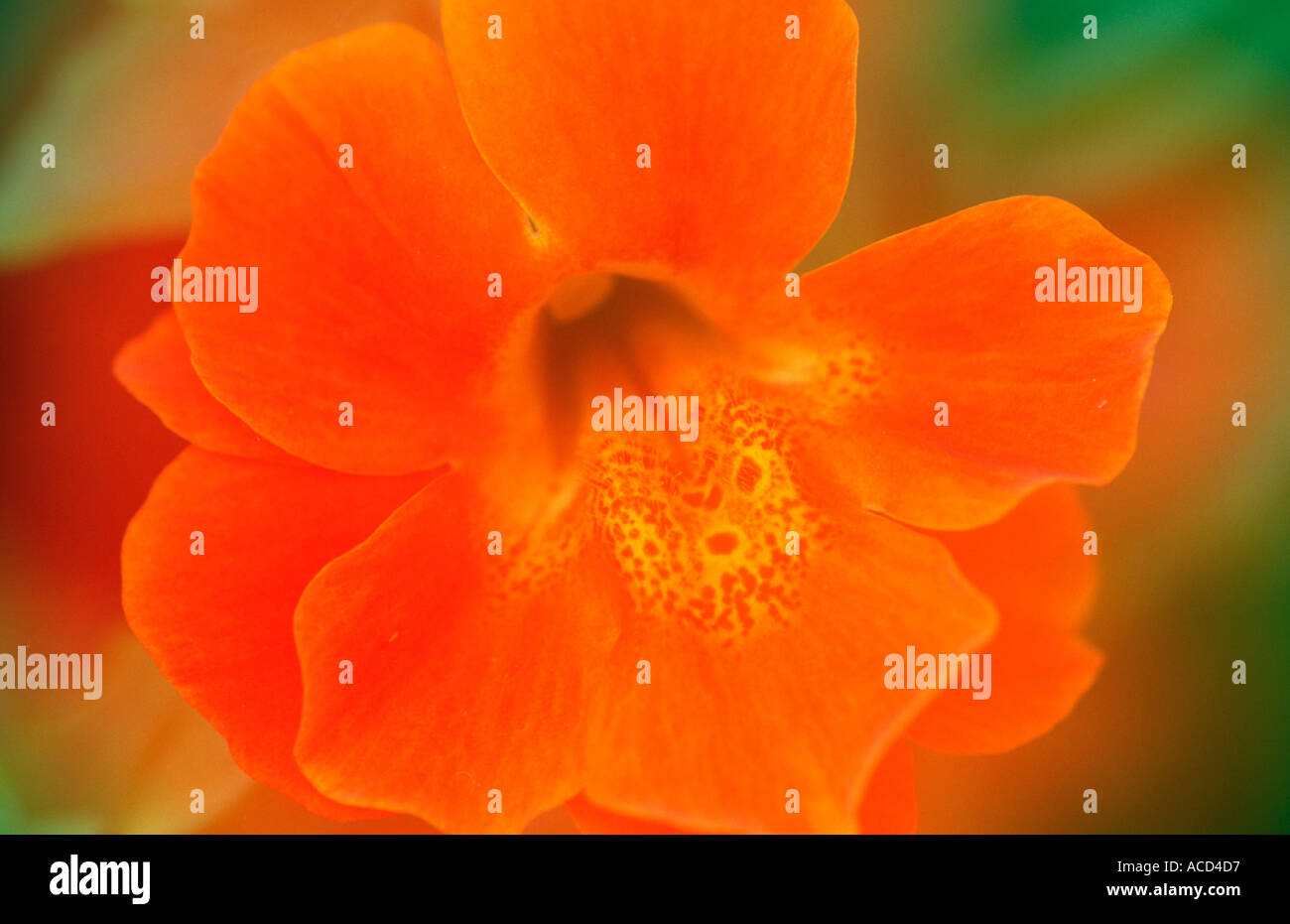 Pansy Viola cornuta hybrid Stock Photo Alamy