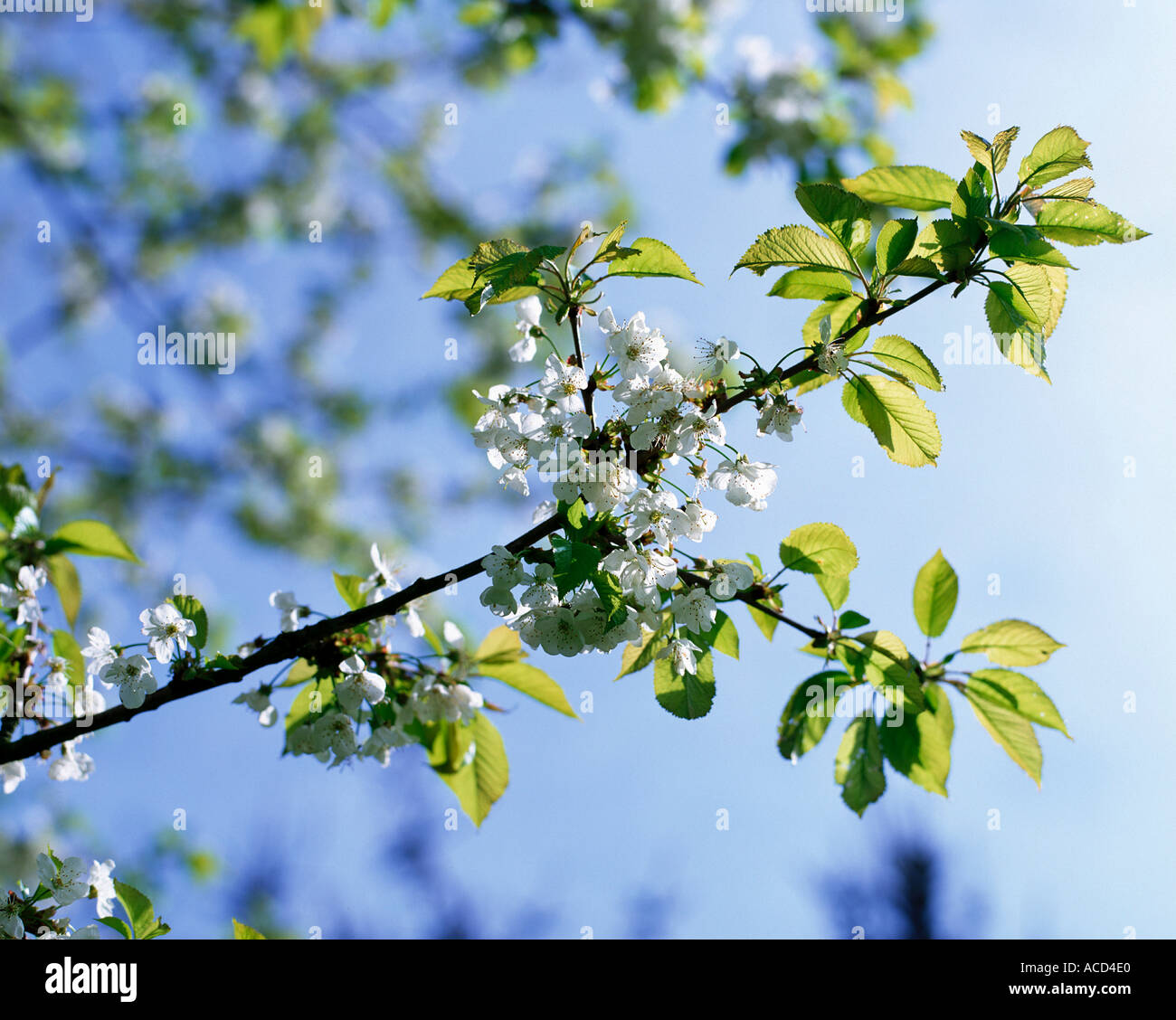 White cherry blossoms green hi-res stock photography and images - Alamy