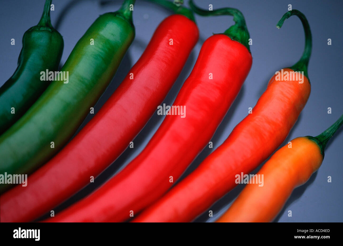 Hot Chilis Capsicum annuum Stock Photo Alamy