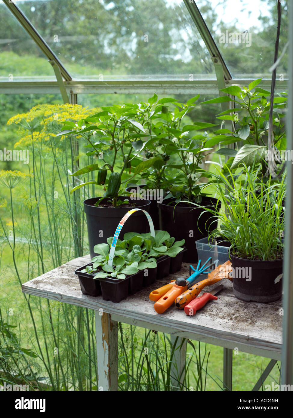 Plants in a greenhouse Stock Photo Alamy