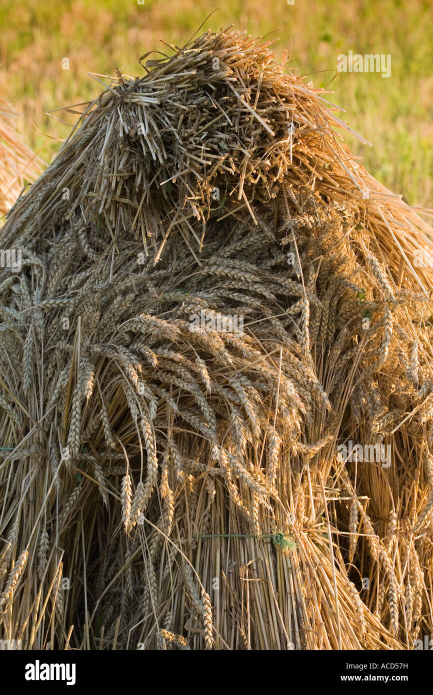 Amish wheat stacks Stone Arabia New York Montgomery County Mohawk