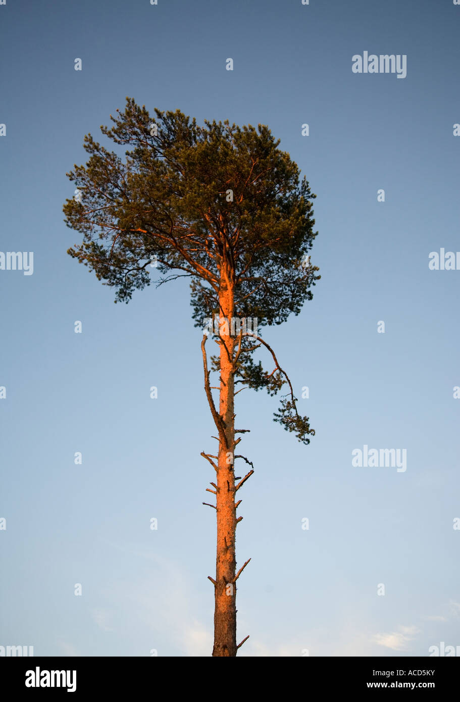 A pine tree against a blue sky Stock Photo - Alamy