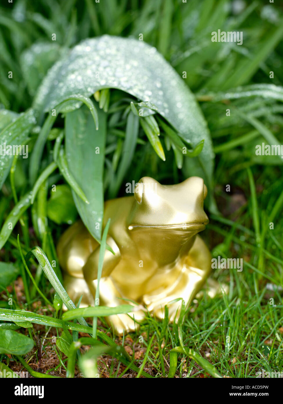 A golden frog in a garden Stock Photo Alamy