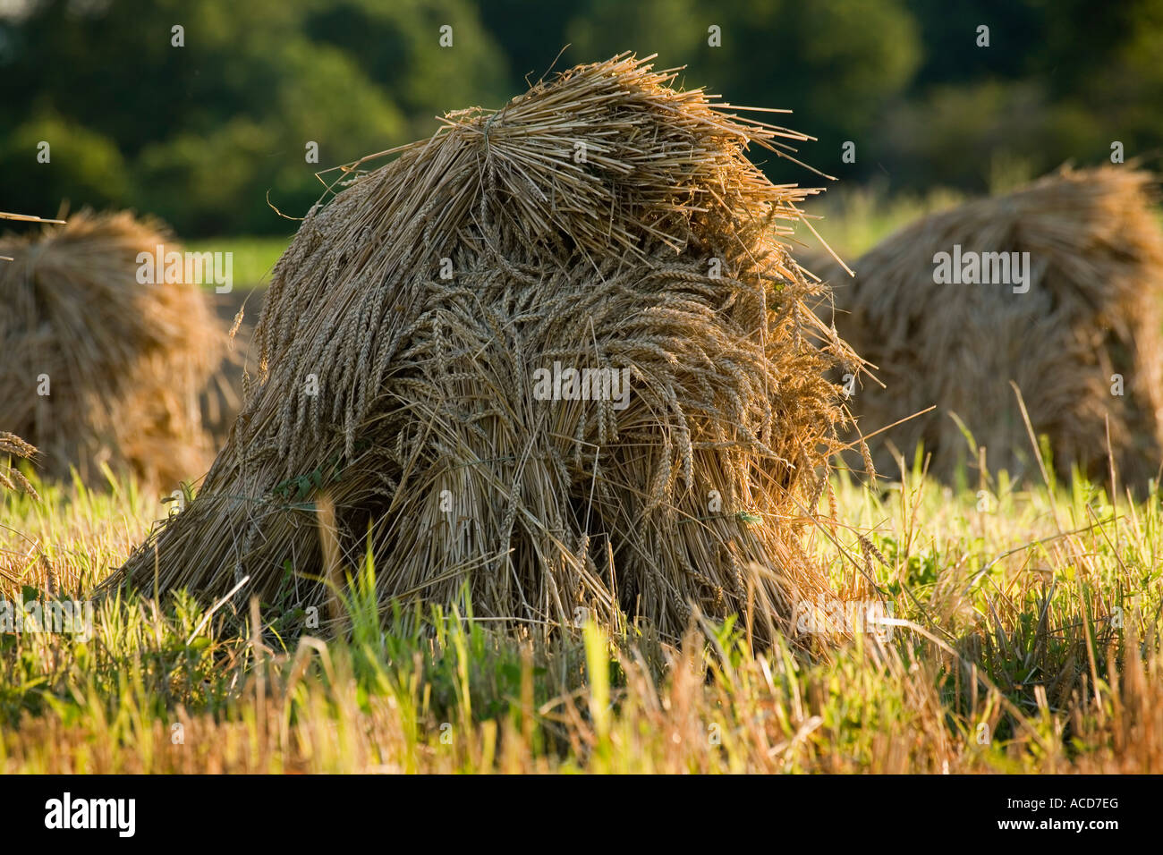 Amish wheat stacks Stone Arabia New York Montgomery County Mohawk ...