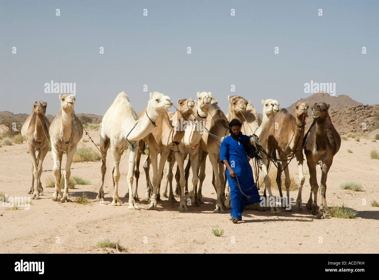 Tuareg algerian sahara hi-res stock photography and images - Alamy