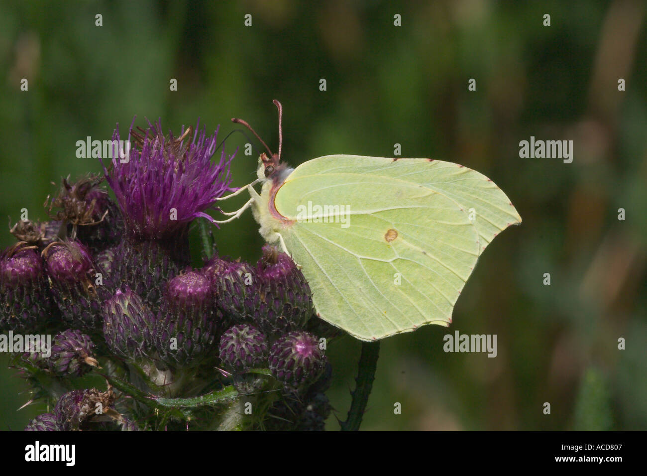 Zitronenfalter Gonepteryx rhamni auf Kratzdistel Stock Photo