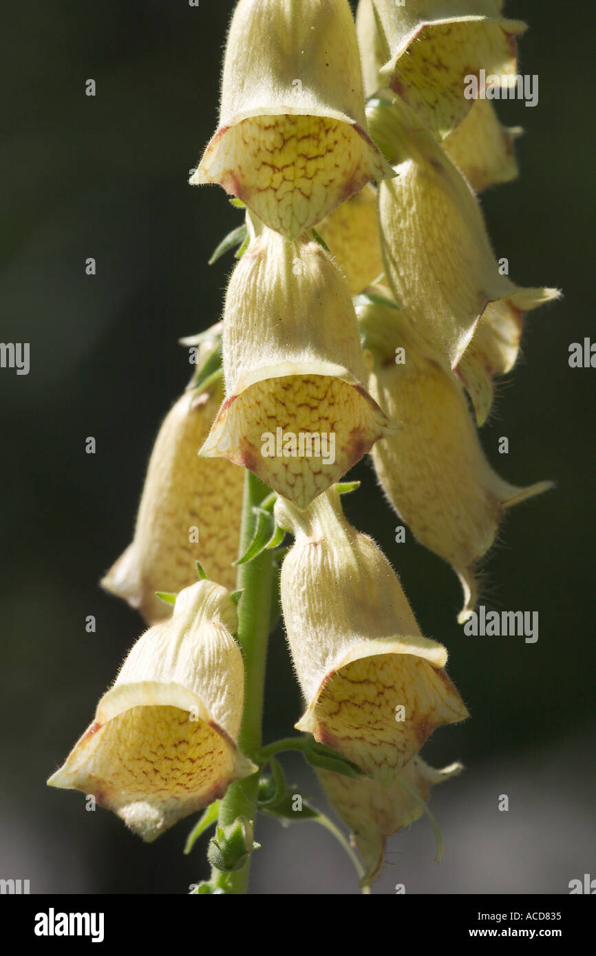 Grossblutiger fingerhut hires stock photography and images Alamy