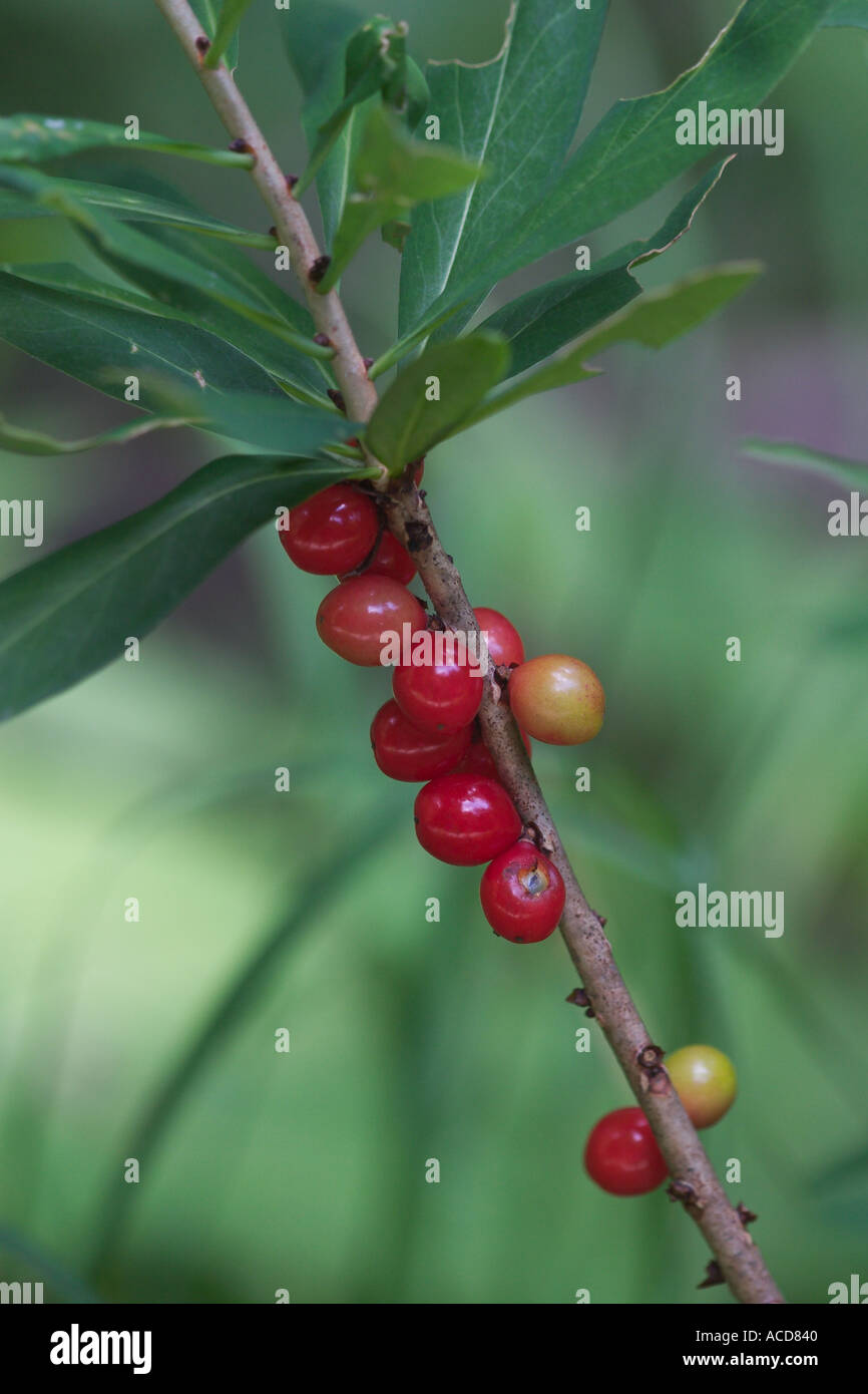 Gemeiner Seidelbast Daphne Mezereum Mit Beeren Stock Photo Alamy