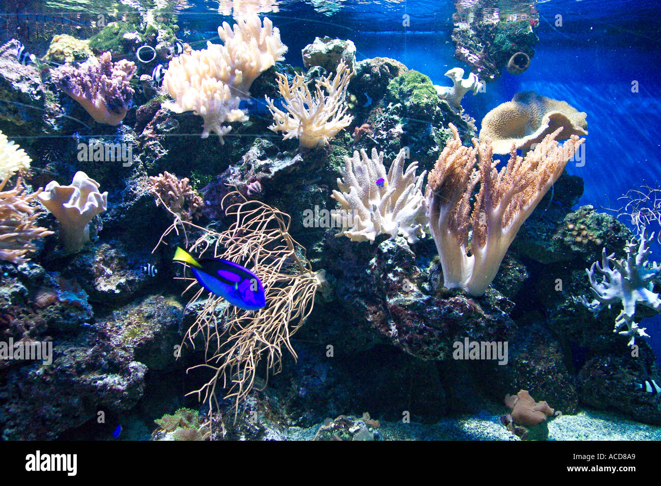 Aquarium im Tierpark Hellabrunn München Bayern Aquarium in Hellabrunn