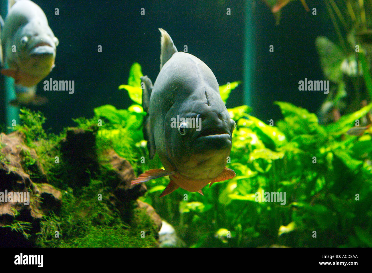 Piranha im Tierpark Hellabrunn München Bayern Aquarium in Hellabrunn