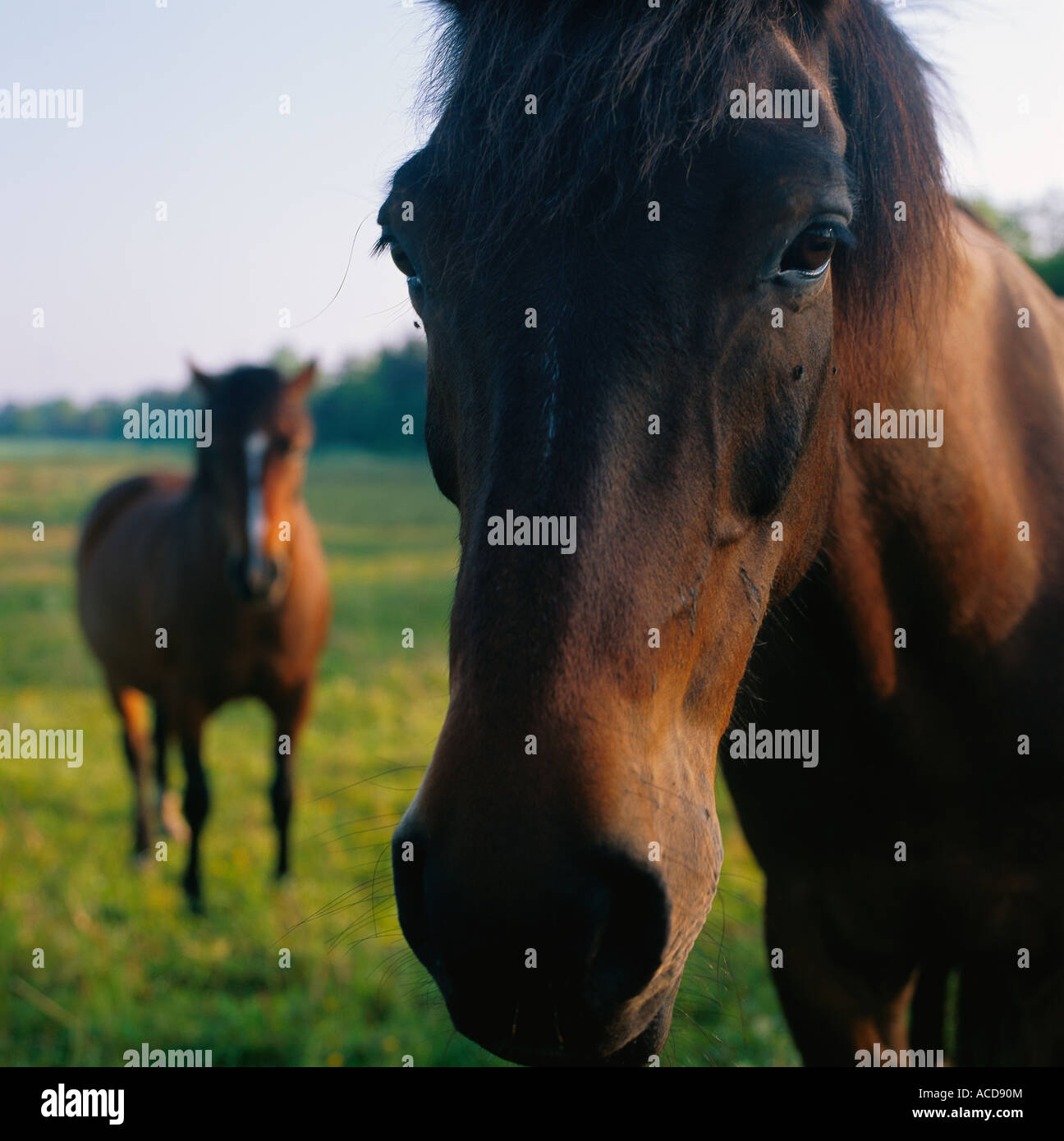 Two brown horses in a field close-up Stock Photo - Alamy
