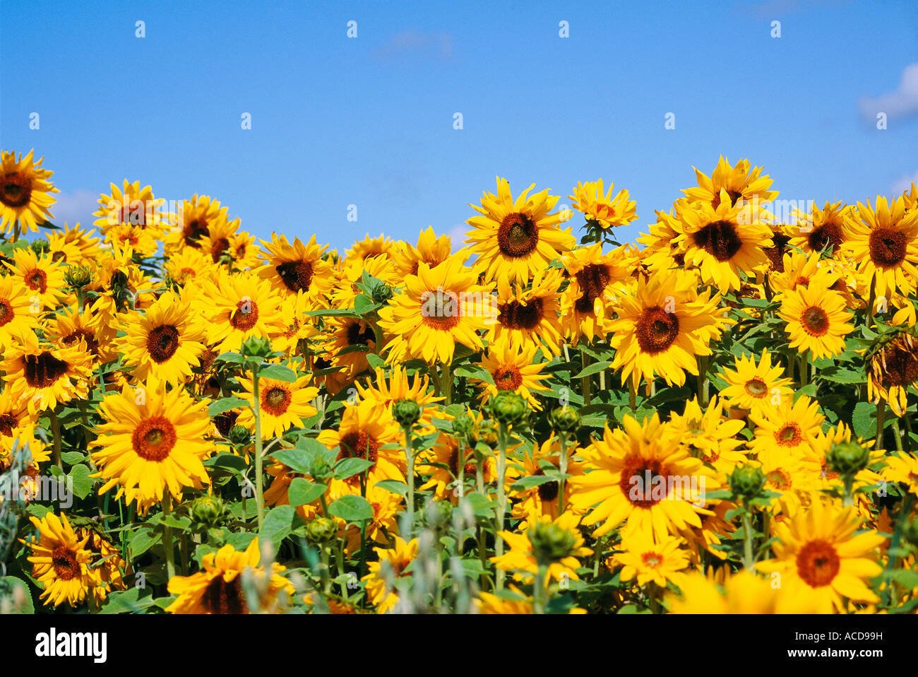 Sunflowers in a field and a blue sky Stock Photo - Alamy