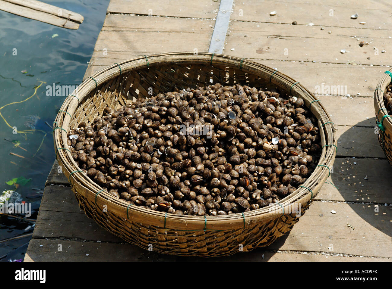 Hoi Shell Conical shells hi-res stock photography and images - Alamy