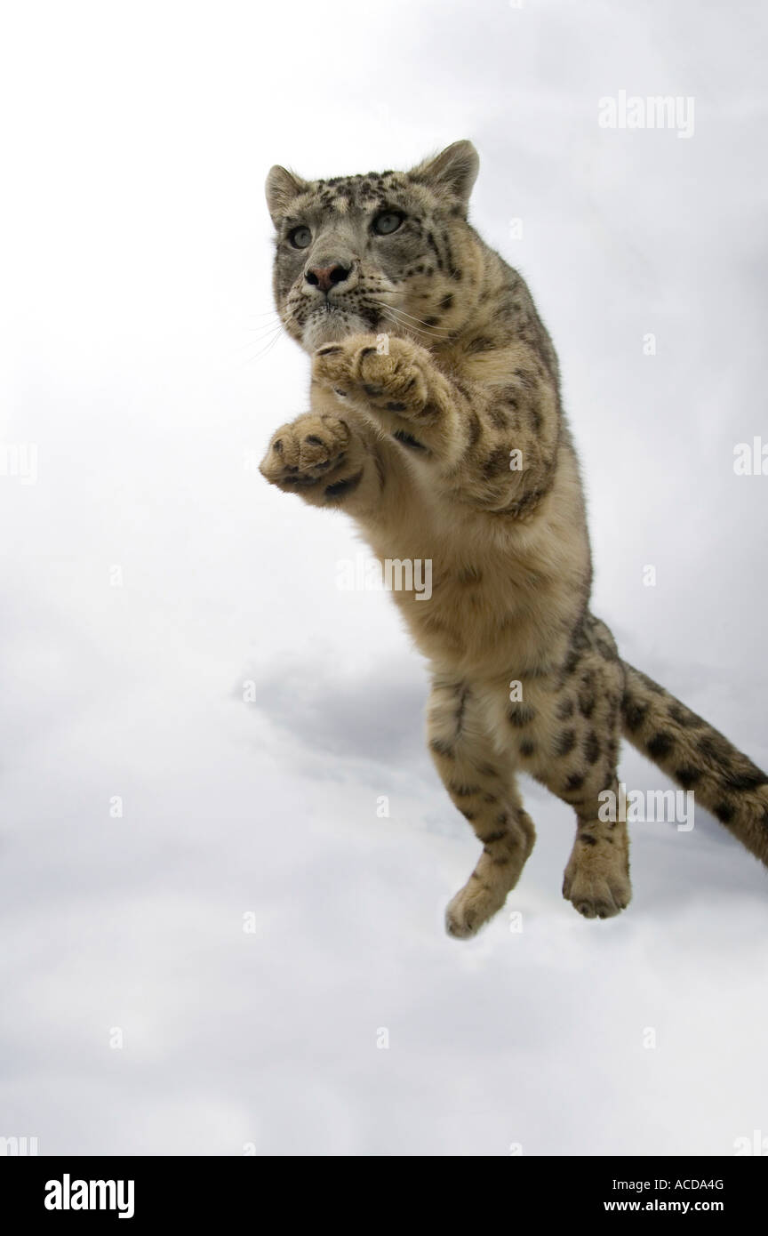 Snow leopard jumping hi-res stock photography and images - Alamy