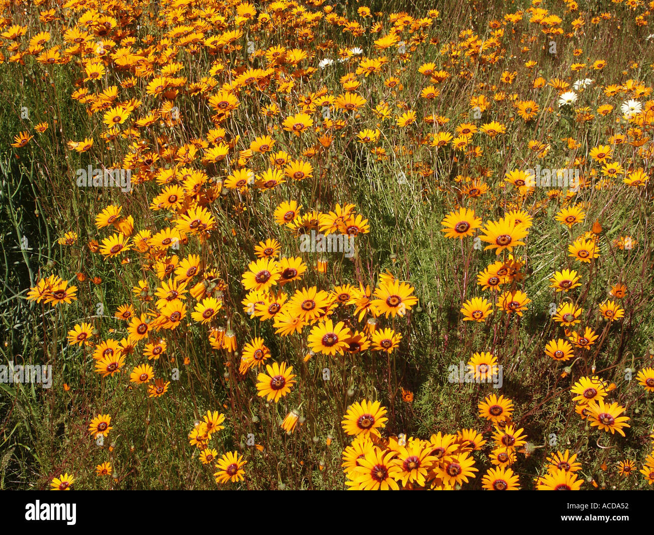 Ursinia speciosa Clanwilliam Western Cape South Africa Wild Flowers South Africa Stock Photo