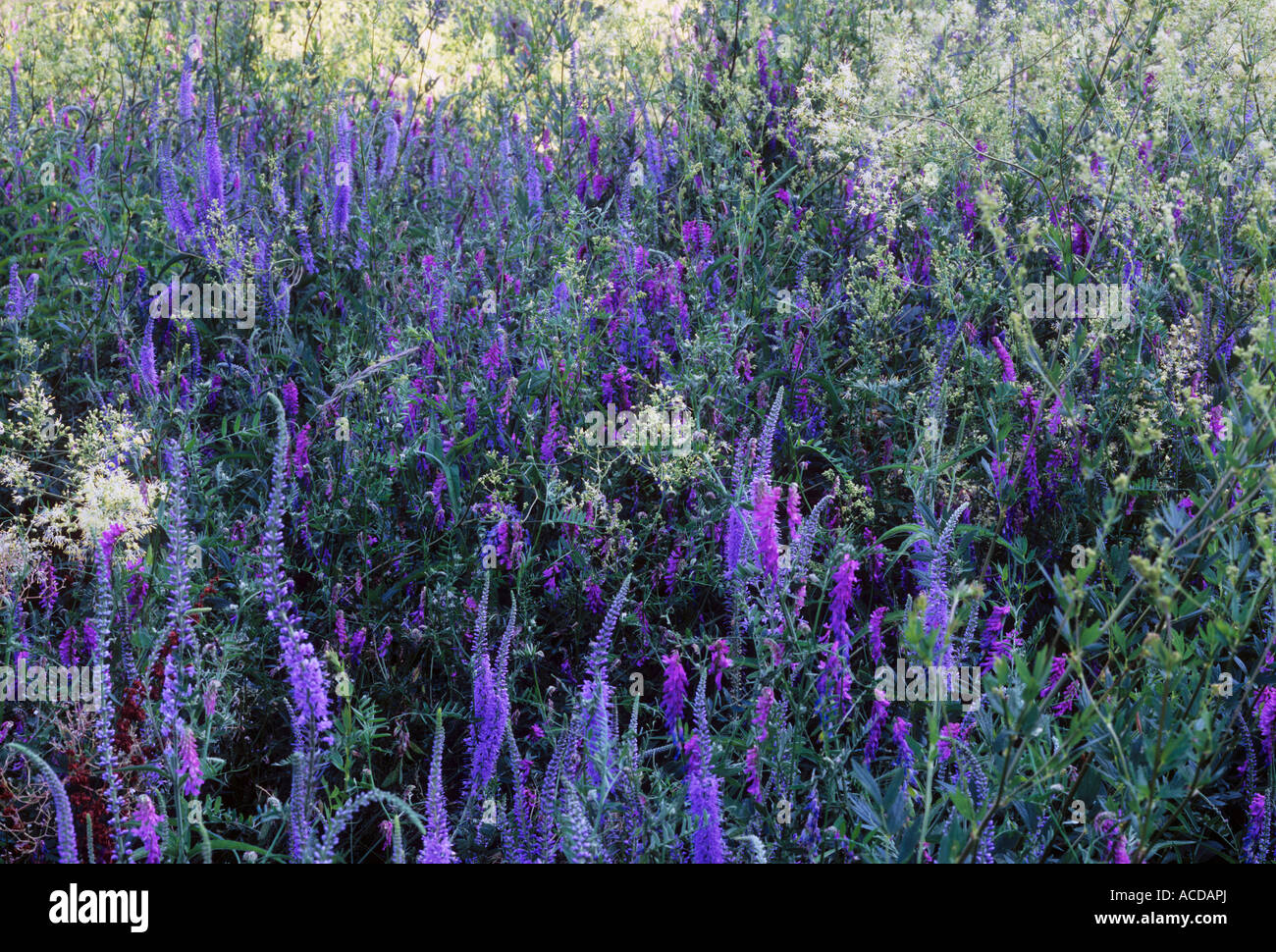 Blooming meadow with Veronia Stock Photo