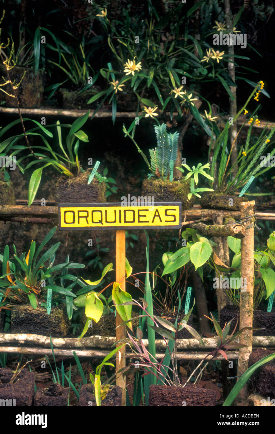 orchid, orchids, biotopo, Mario Dary Rivera Quetzal Reserve, Purulha, Baja Verapaz Department, Guatemala, Central America Stock Photo